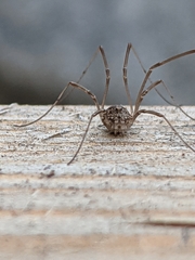 Rilaena triangularis