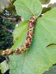 Coccoloba pubescens