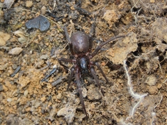 Xeropigo