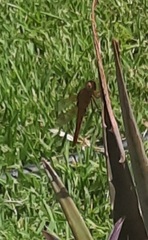 Libellula croceipennis