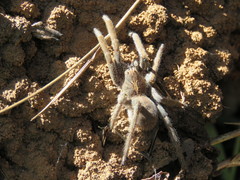 Centroctenus brevipes