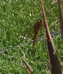 Libellula croceipennis