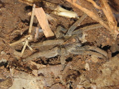 Centroctenus brevipes