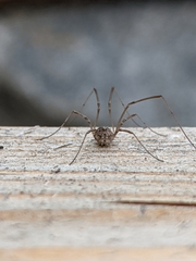 Rilaena triangularis