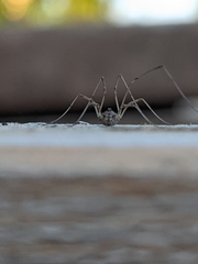 Rilaena triangularis