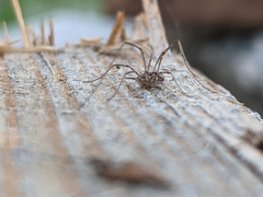 Rilaena triangularis