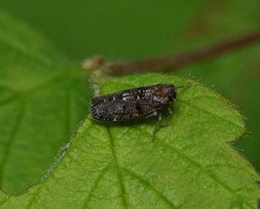 Synecdoche nemoralis