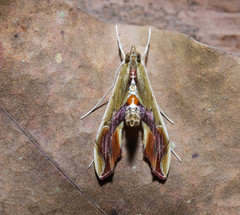 Agathodes designalis