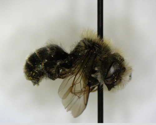 iNaturalist observation photo of Mason Bees