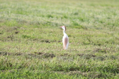 Bubulcus ibis