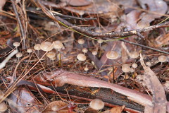 Mycena mijoi