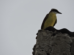 Pitangus sulphuratus