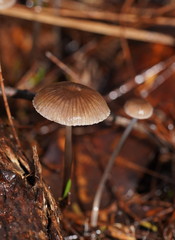 Mycena mijoi