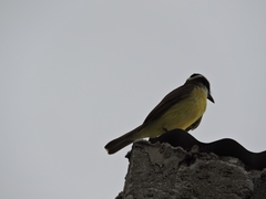 Pitangus sulphuratus