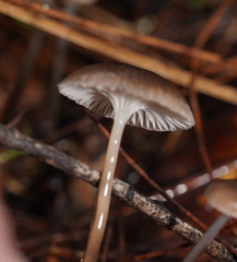 Mycena mijoi