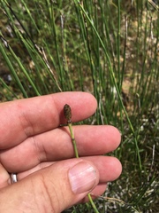 Equisetum fluviatile