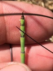 Equisetum fluviatile