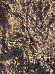 Philolithus sordidus