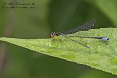 Enallagma antennatum