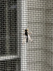 Neoitamus flavofemoratus