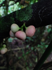 Siparuna gesnerioides