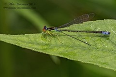 Enallagma antennatum