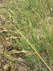 Equisetum fluviatile