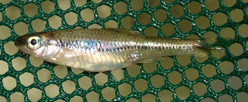 Miniellus heterodon