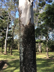 Corymbia tessellaris