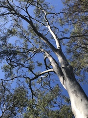 Corymbia tessellaris