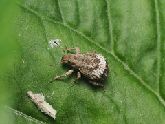 Pseudocneorhinus obesus