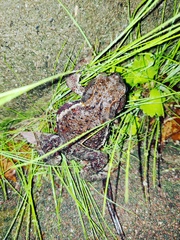 Bufo praetextatus