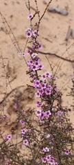 Thryptomene