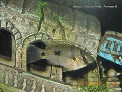 Anomalochromis thomasi