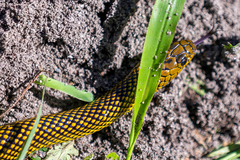 Erythrolamprus miliaris