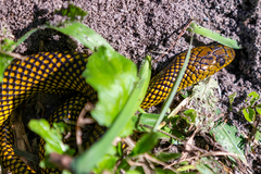 Erythrolamprus miliaris