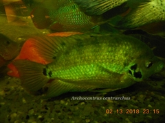 Archocentrus centrarchus
