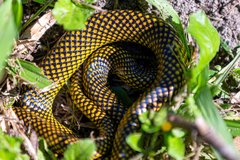 Erythrolamprus miliaris