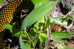 Erythrolamprus miliaris