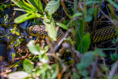 Erythrolamprus miliaris