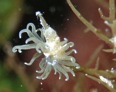 Bunodeopsis globulifera