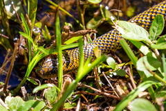 Erythrolamprus miliaris