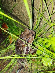 Bufo praetextatus