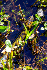 Erythrolamprus miliaris