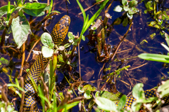 Erythrolamprus miliaris