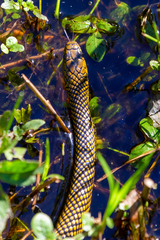 Erythrolamprus miliaris