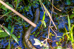 Erythrolamprus miliaris