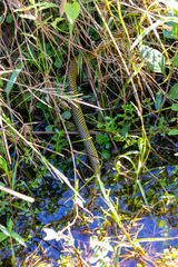 Erythrolamprus miliaris