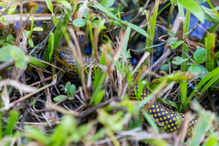 Erythrolamprus miliaris