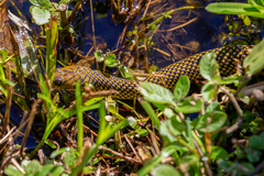 Erythrolamprus miliaris